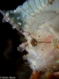 Leaf scorpion fish , taken at Alam Batu housereef with Ca... by Beate Seiler 